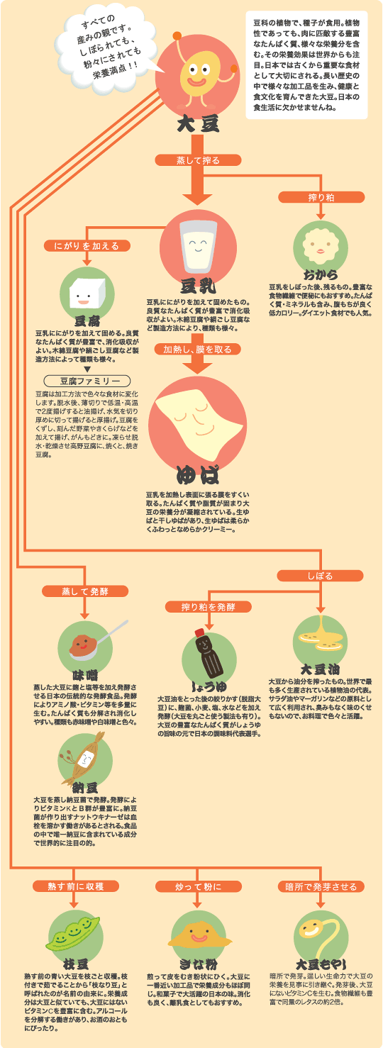 ゆばと味噌の仲間たち（大豆・ゆば・豆腐・豆乳・おから・味噌・醤油・大豆油・納豆枝豆・きな粉・大豆もやし）