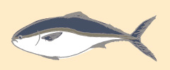 ぶり